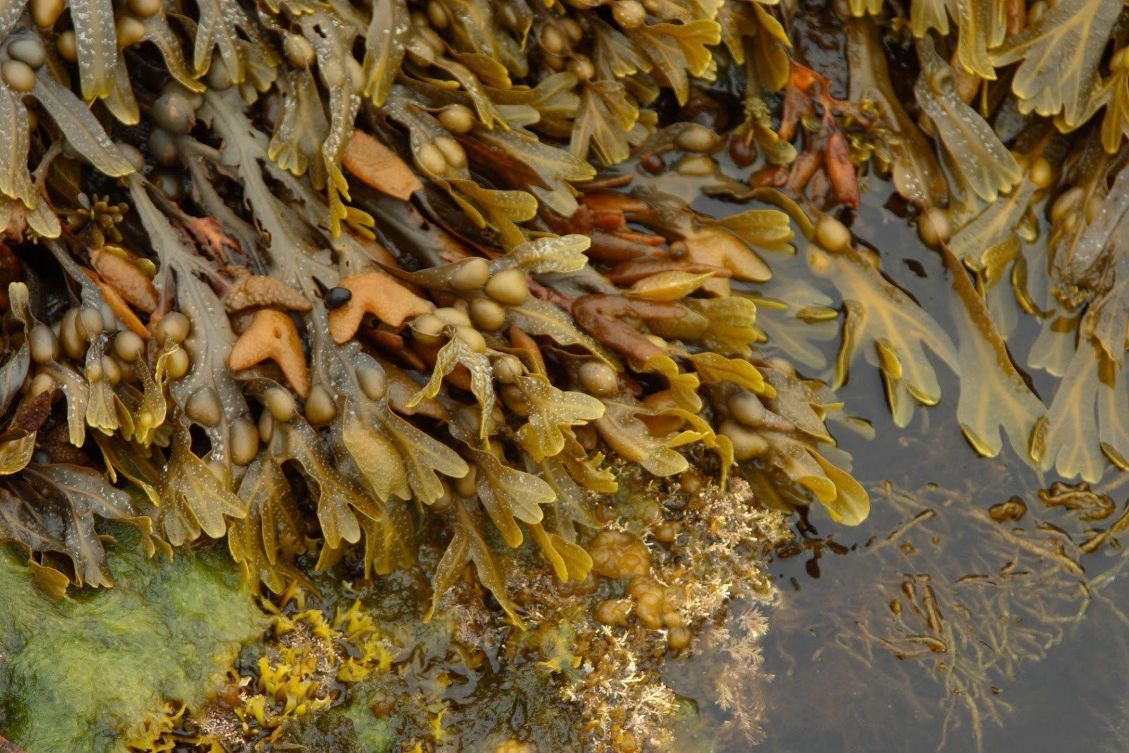 La quercia marina per bruciare di più La quercia marina per bruciare di più